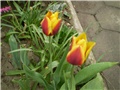 tulipan